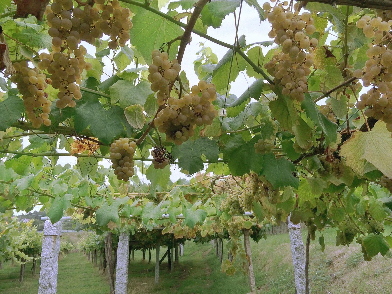 Uva Albariña madura