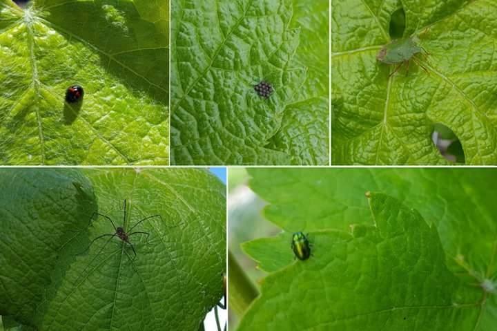 albariño_viticultura_sostenible