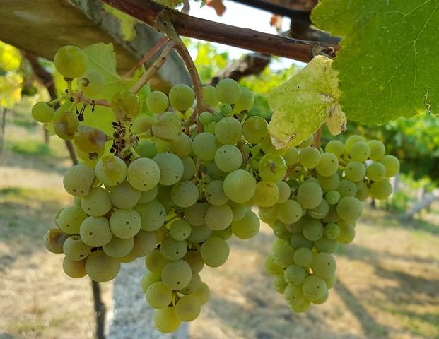 Envero_Albariño_Vino_2016