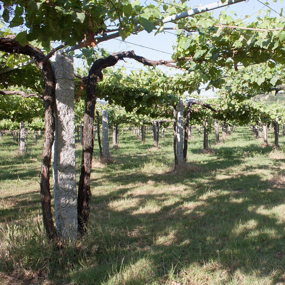 8 consejos para sacar el máximo partido al Albariño 2015